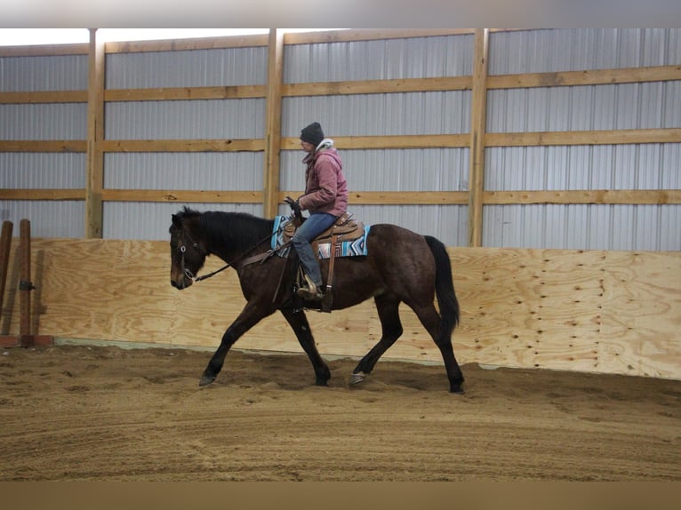 American Quarter Horse Ruin 8 Jaar 163 cm Roan-Bay in Howell MI