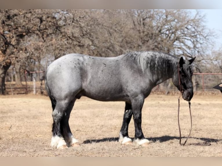 American Quarter Horse Ruin 8 Jaar 163 cm Roan-Blue in Joshua TX