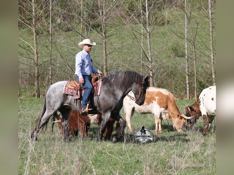 American Quarter Horse Ruin 8 Jaar 163 cm Roan-Blue in Mount Vernon