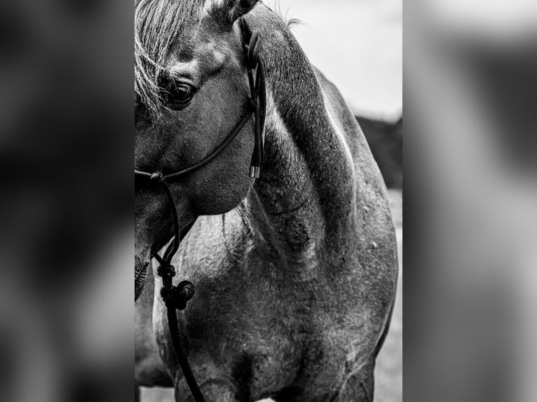 American Quarter Horse Ruin 8 Jaar 163 cm Roan-Blue in Springfield