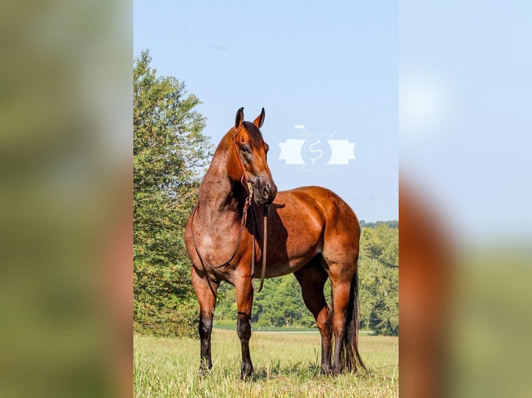 American Quarter Horse Ruin 8 Jaar 163 cm Roan-Red in Hardinsburg IN