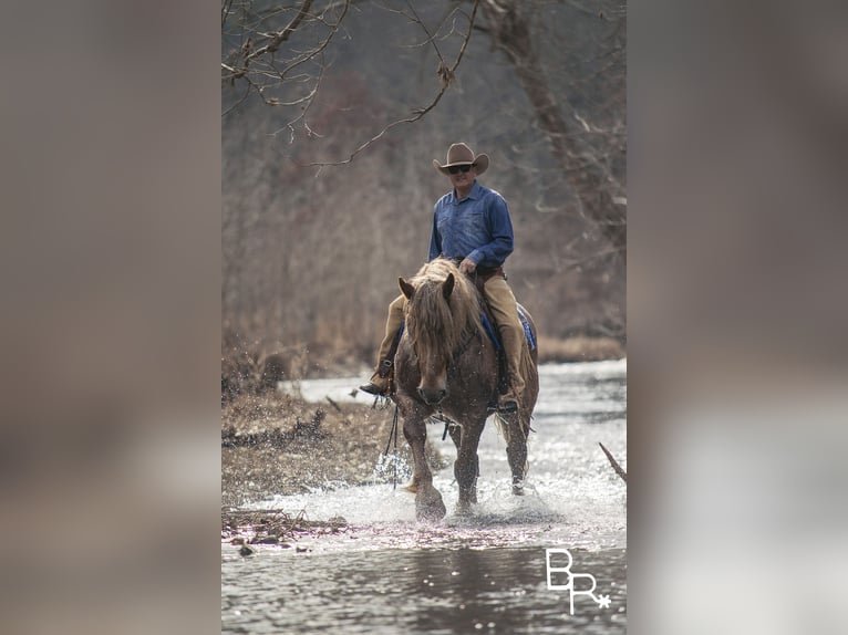 American Quarter Horse Ruin 8 Jaar 163 cm Roan-Red in Mountain Grove MO