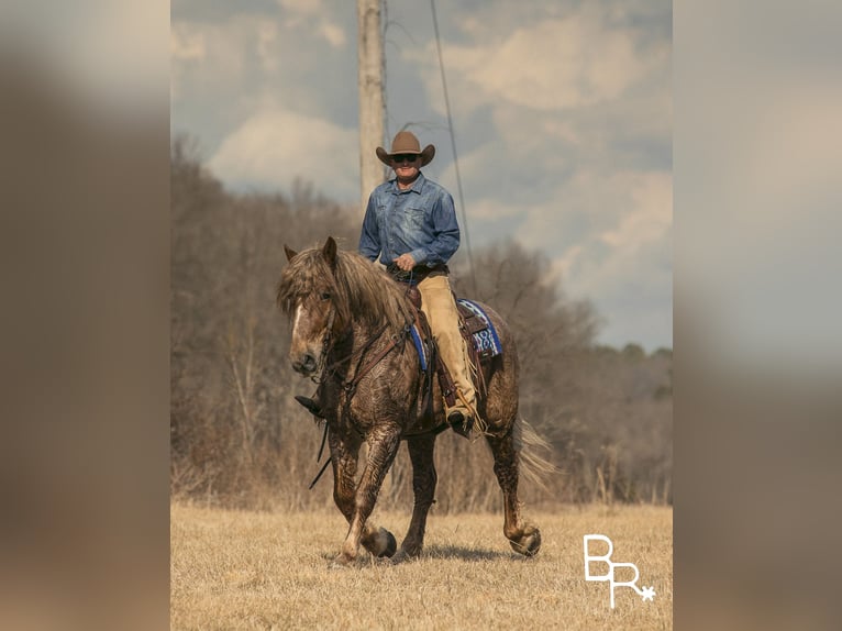 American Quarter Horse Ruin 8 Jaar 163 cm Roan-Red in Mountain Grove MO