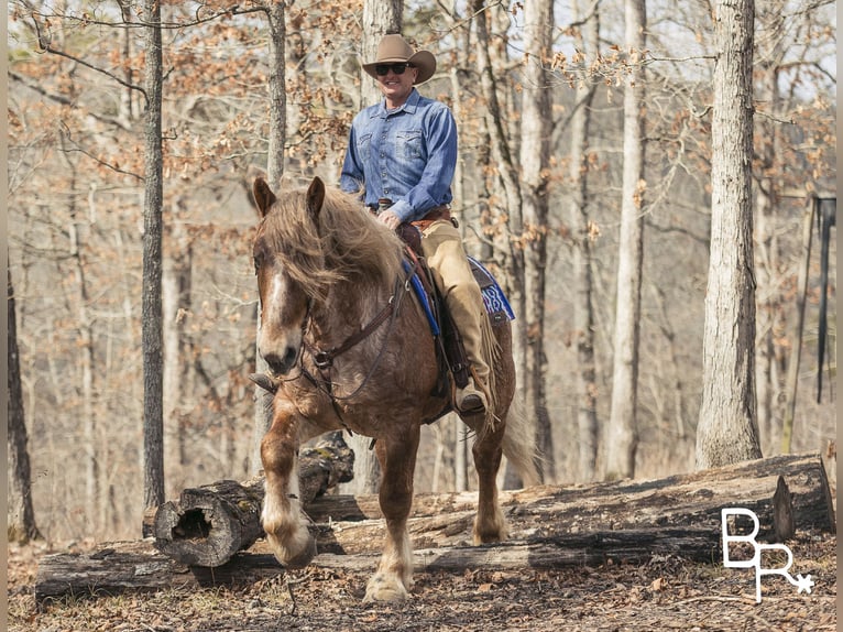 American Quarter Horse Ruin 8 Jaar 163 cm Roan-Red in Mountain Grove MO