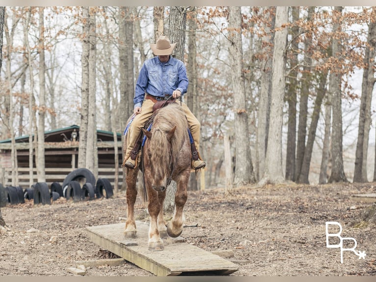 American Quarter Horse Ruin 8 Jaar 163 cm Roan-Red in Mountain Grove MO