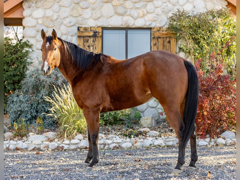 American Quarter Horse Ruin 8 Jaar 163 cm Roodbruin in Riverton