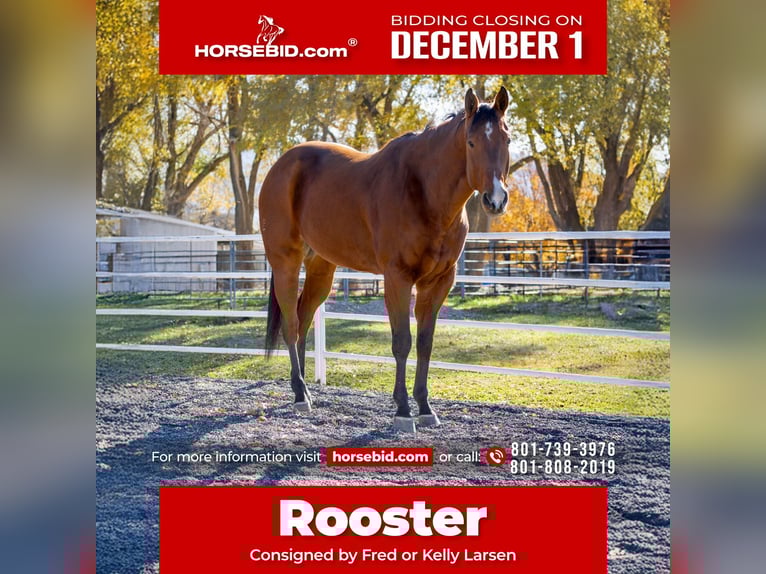 American Quarter Horse Ruin 8 Jaar 163 cm Roodbruin in Riverton