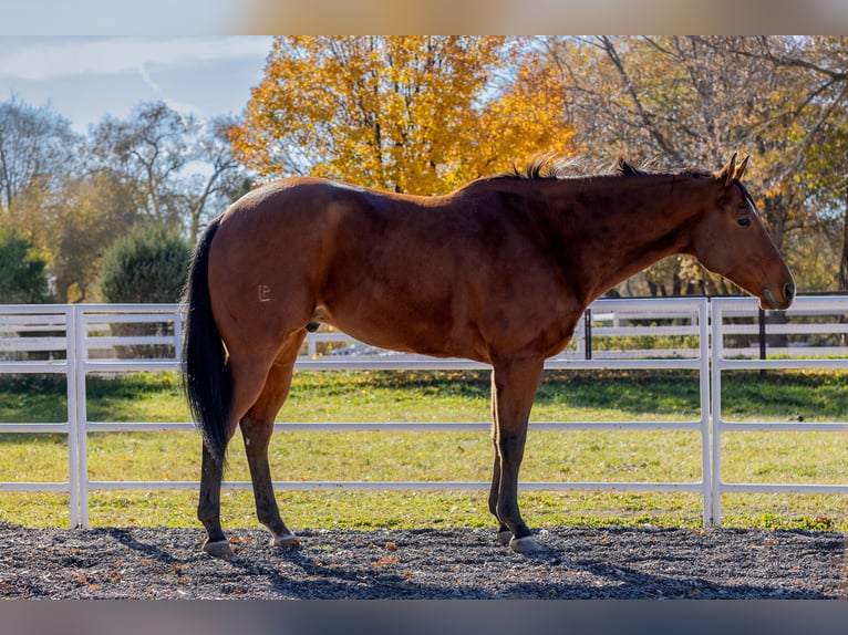 American Quarter Horse Ruin 8 Jaar 163 cm Roodbruin in Riverton