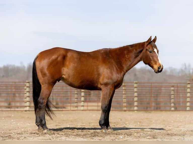 American Quarter Horse Ruin 8 Jaar 163 cm Roodbruin in Auburn, KY