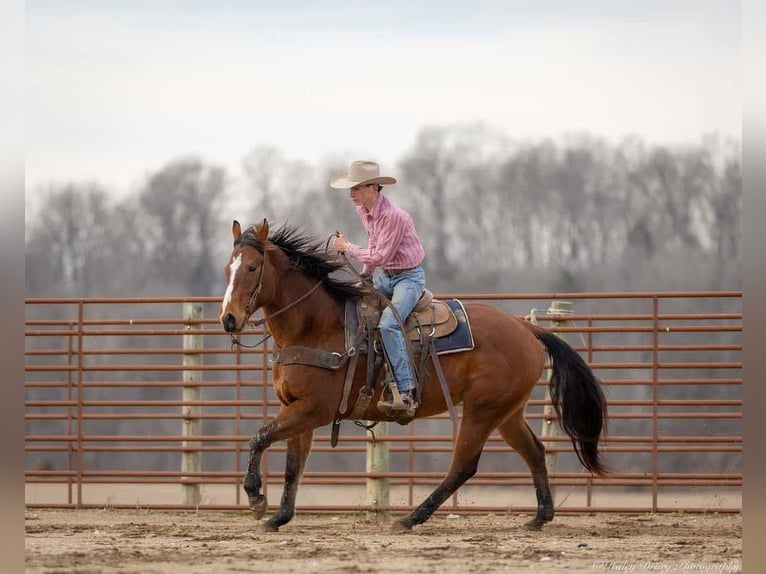 American Quarter Horse Ruin 8 Jaar 163 cm Roodbruin in Auburn, KY