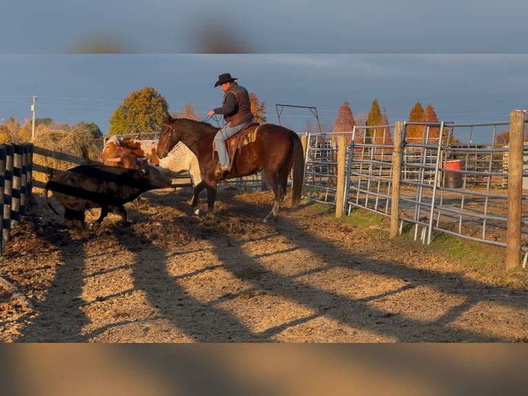 American Quarter Horse Ruin 8 Jaar 163 cm Roodbruin in Henderson, KY