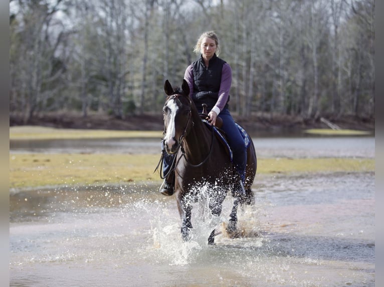 American Quarter Horse Mix Ruin 8 Jaar 163 cm Roodbruin in Athens