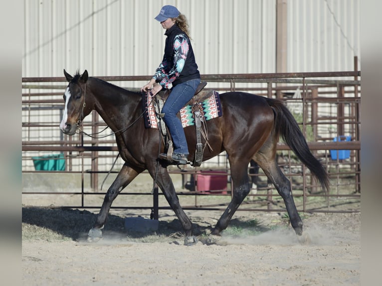 American Quarter Horse Mix Ruin 8 Jaar 163 cm Roodbruin in Athens