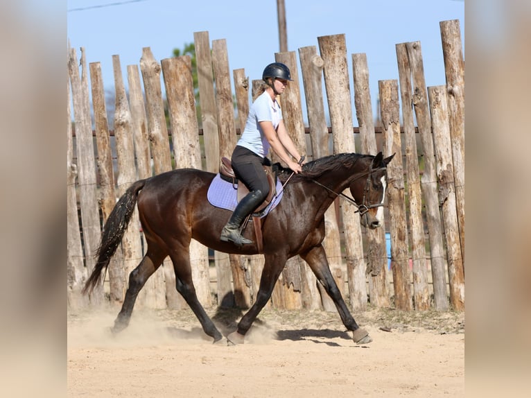 American Quarter Horse Mix Ruin 8 Jaar 163 cm Roodbruin in Athens