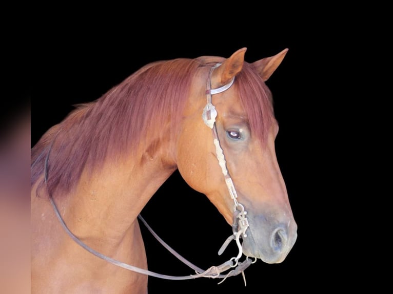 American Quarter Horse Ruin 8 Jaar 163 cm Roodvos in Bitterwater CA