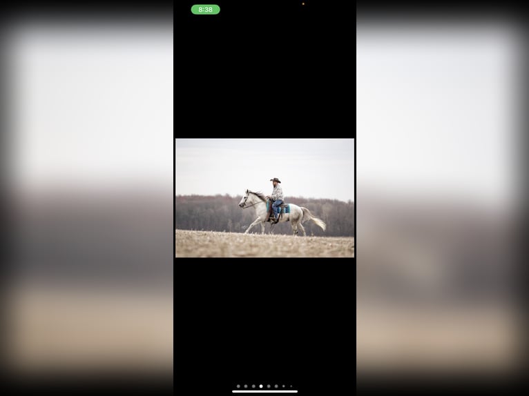 American Quarter Horse Ruin 8 Jaar 163 cm Schimmel in Defuniak Springs Florida