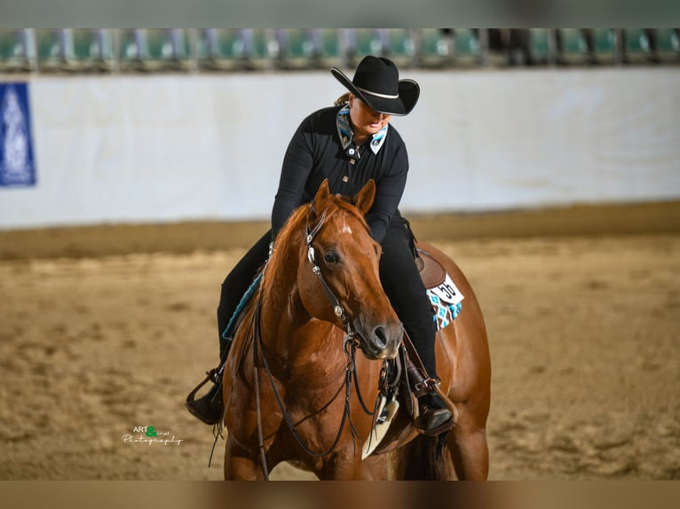 American Quarter Horse Ruin 8 Jaar 163 cm Vos in Rankweil