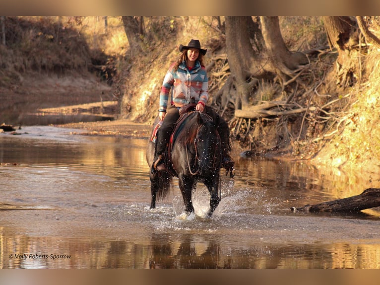 American Quarter Horse Ruin 8 Jaar 163 cm Zwart in Baxter Springs