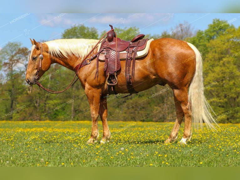 American Quarter Horse Ruin 8 Jaar 165 cm Palomino in Clarion