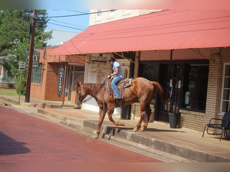 American Quarter Horse Ruin 8 Jaar 165 cm Roan-Red in Rusk TX