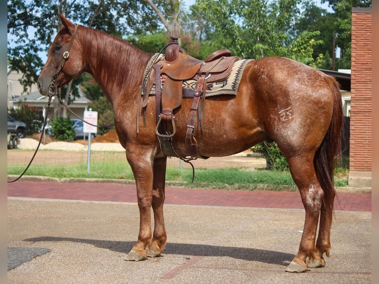 American Quarter Horse Ruin 8 Jaar 165 cm Roan-Red in Rusk TX