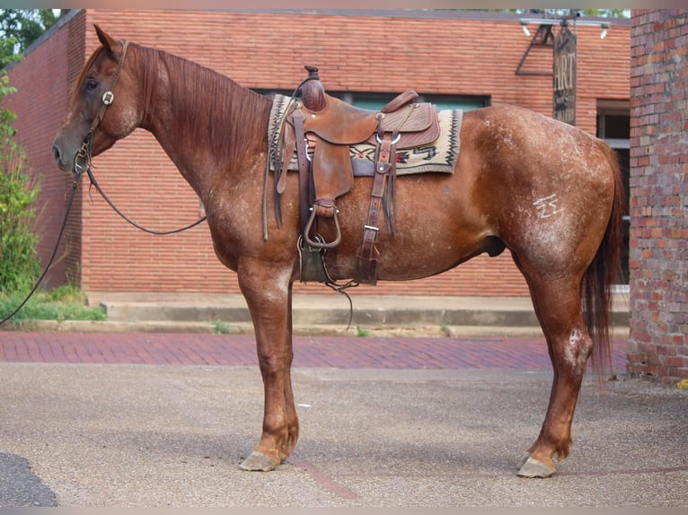 American Quarter Horse Ruin 8 Jaar 165 cm Roan-Red in Rusk TX