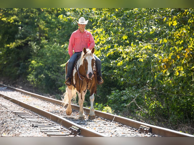 American Quarter Horse Ruin 8 Jaar 165 cm Tobiano-alle-kleuren in Ewing Ky