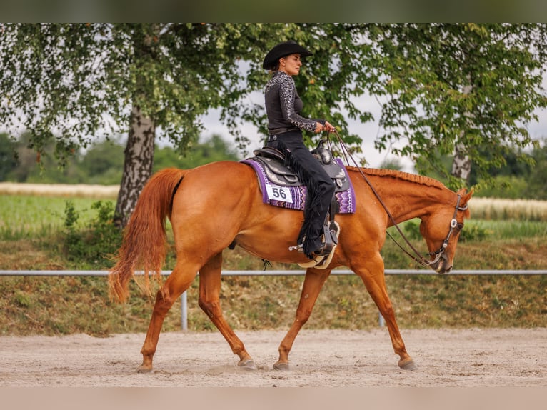 American Quarter Horse Ruin 8 Jaar 165 cm Vos in Grenzach-Wyhlen American Quarter Horse Ruin 8 Jaar 165 cm Vos in Grenzach-Wyhlen