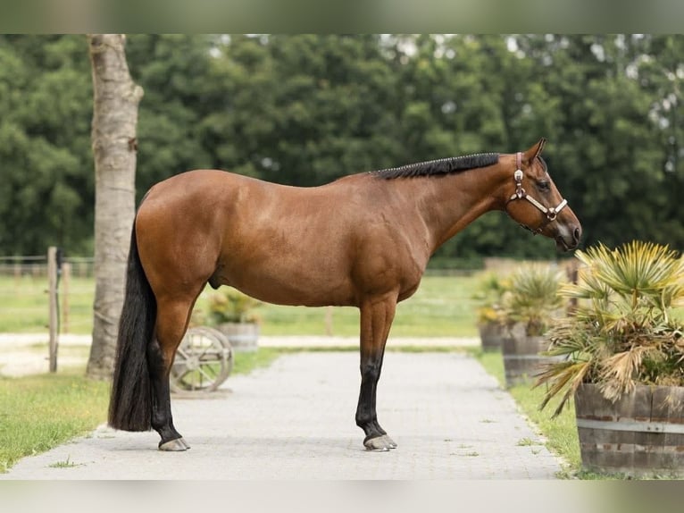 American Quarter Horse Ruin 8 Jaar 167 cm Bruin in Uedem