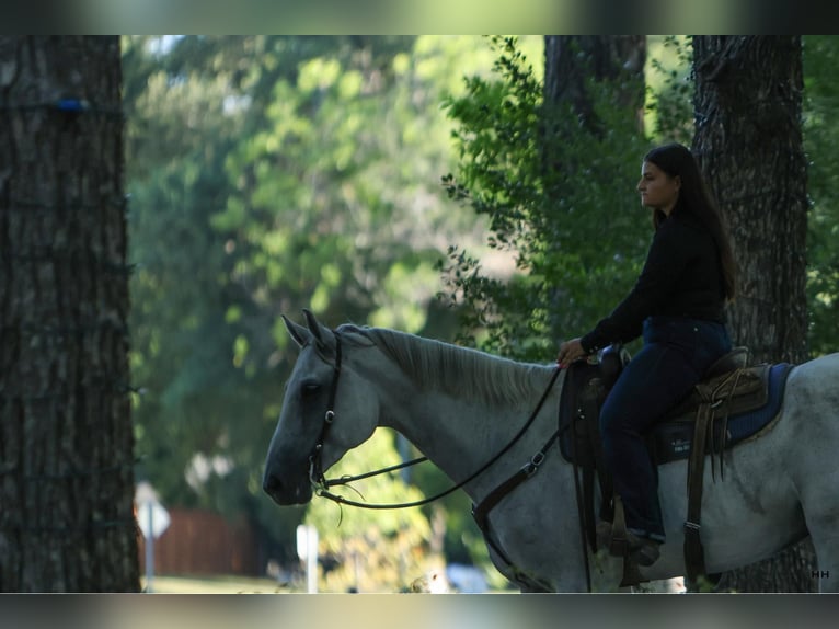 American Quarter Horse Ruin 8 Jaar 168 cm Schimmel in Granbury TX