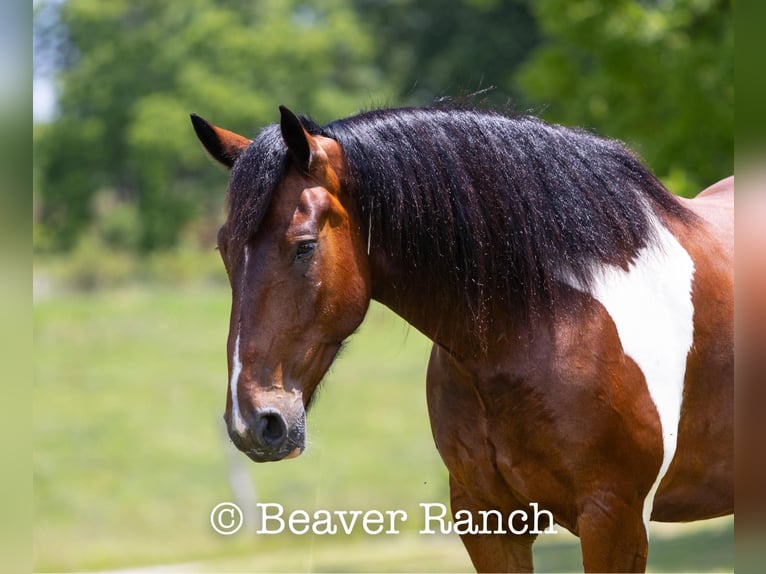 American Quarter Horse Ruin 8 Jaar 168 cm Tobiano-alle-kleuren in MOuntain Grove MO