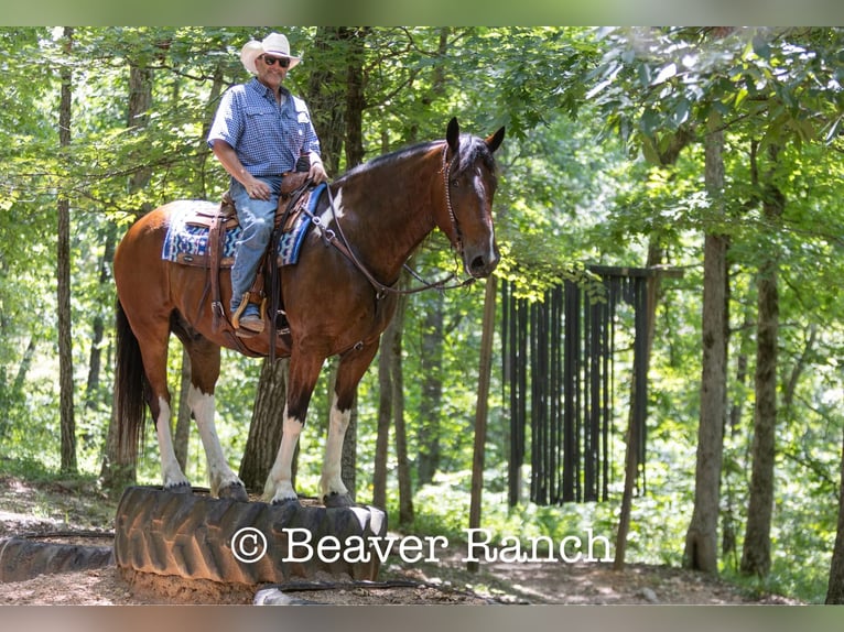American Quarter Horse Ruin 8 Jaar 168 cm Tobiano-alle-kleuren in MOuntain Grove MO