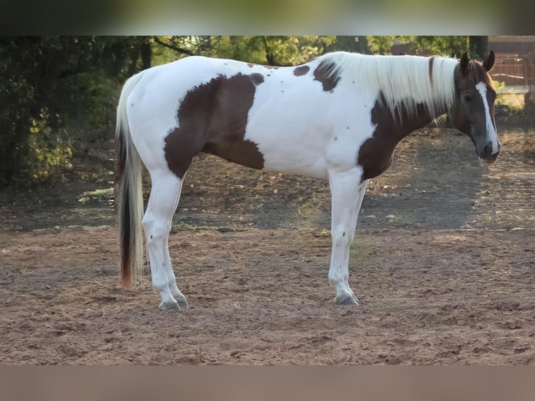 American Quarter Horse Ruin 8 Jaar 168 cm Tobiano-alle-kleuren in Whitewright TX