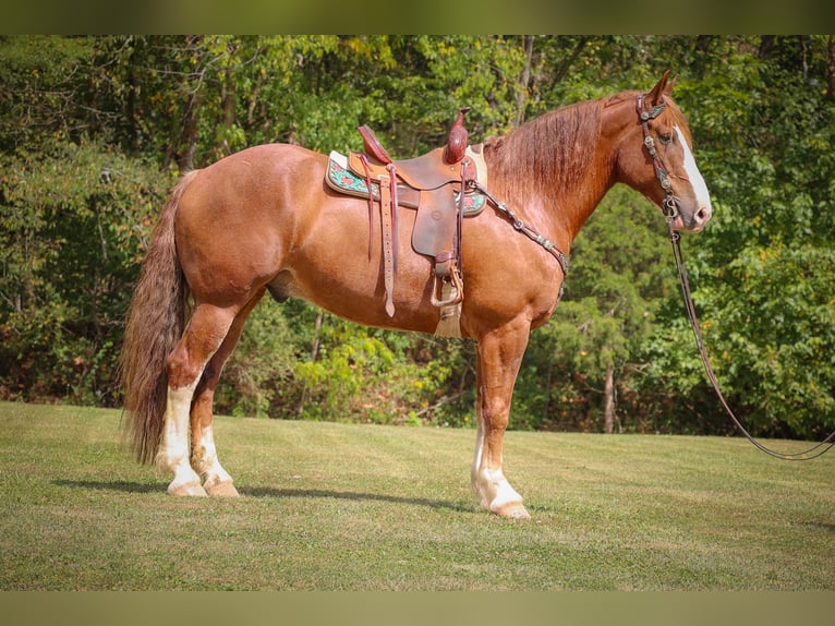 American Quarter Horse Ruin 8 Jaar 173 cm Donkere-vos in Flemingsburg KY