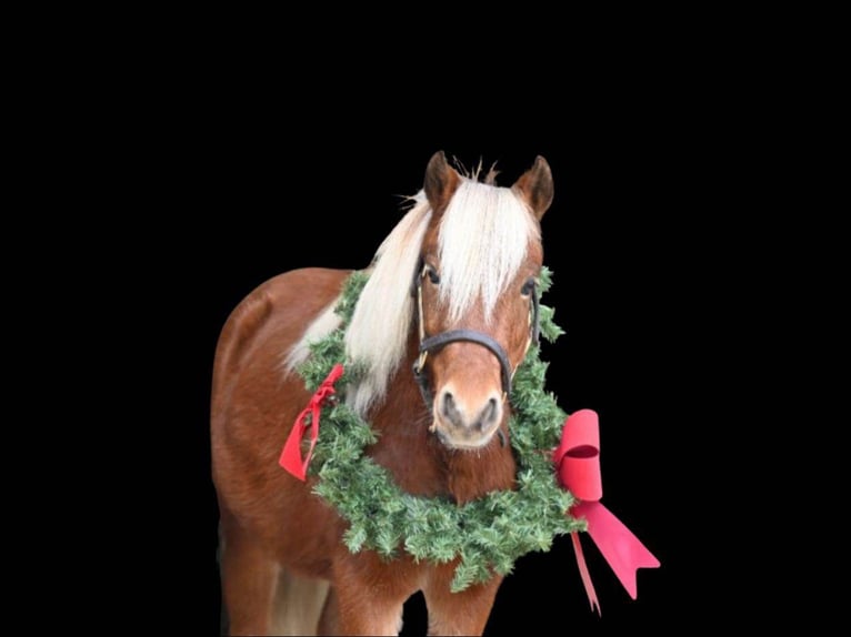 American Quarter Horse Ruin 8 Jaar 99 cm Donkere-vos in Millersburg OH