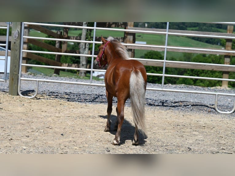 American Quarter Horse Ruin 8 Jaar 99 cm Donkere-vos in Millersburg OH