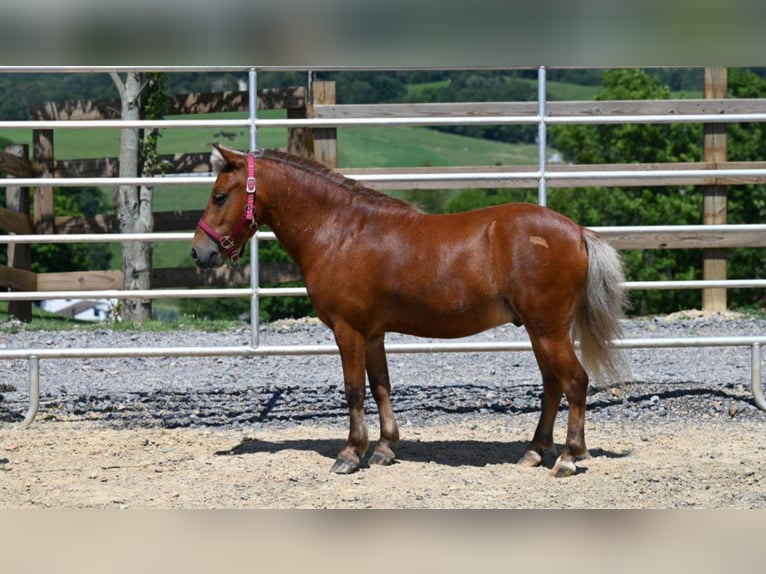 American Quarter Horse Ruin 8 Jaar 99 cm Donkere-vos in Millersburg OH