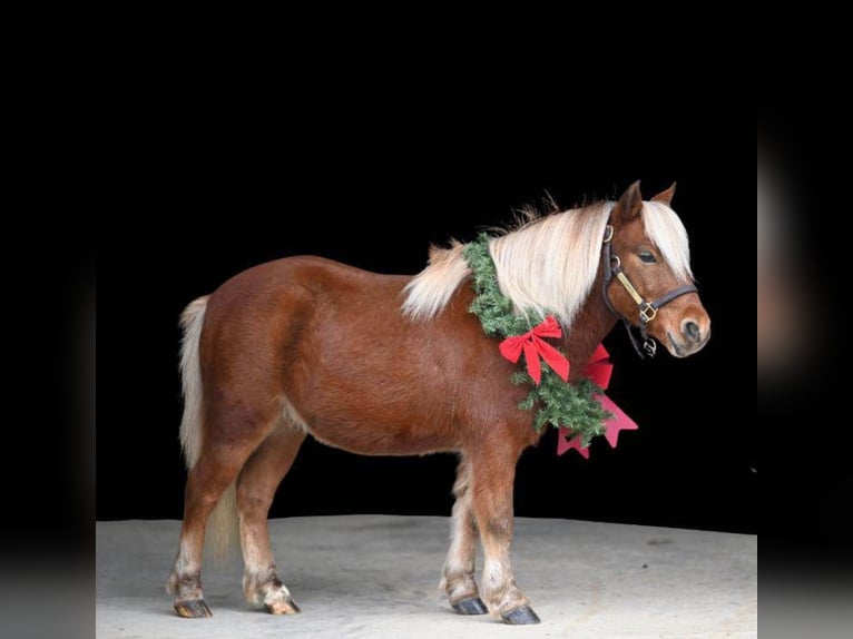 American Quarter Horse Ruin 8 Jaar 99 cm Donkere-vos in Millersburg OH