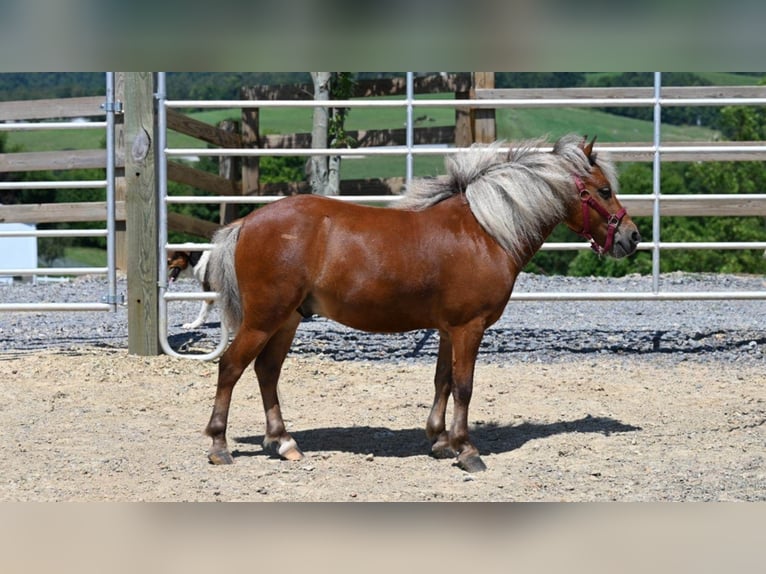 American Quarter Horse Ruin 8 Jaar 99 cm Donkere-vos in Millersburg OH