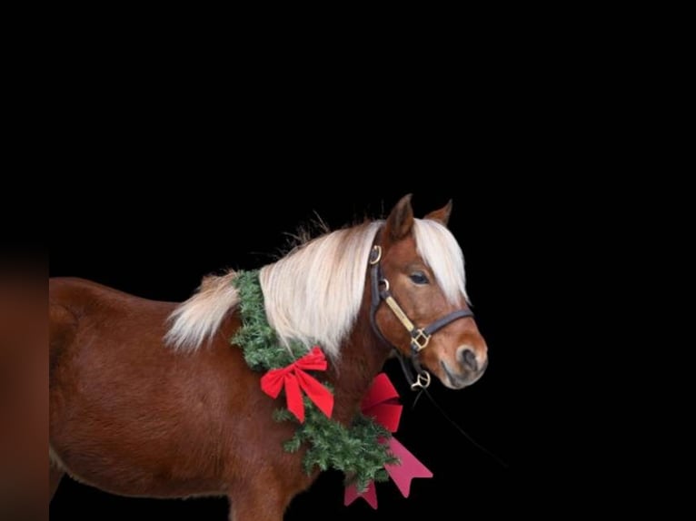 American Quarter Horse Ruin 8 Jaar 99 cm Donkere-vos in Millersburg OH