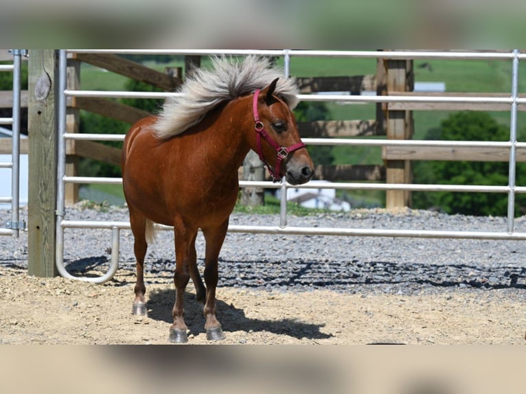 American Quarter Horse Ruin 8 Jaar 99 cm Donkere-vos in Millersburg OH