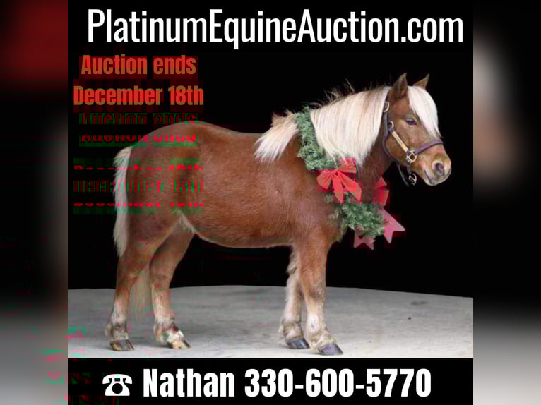 American Quarter Horse Ruin 8 Jaar 99 cm Donkere-vos in Millersburg OH