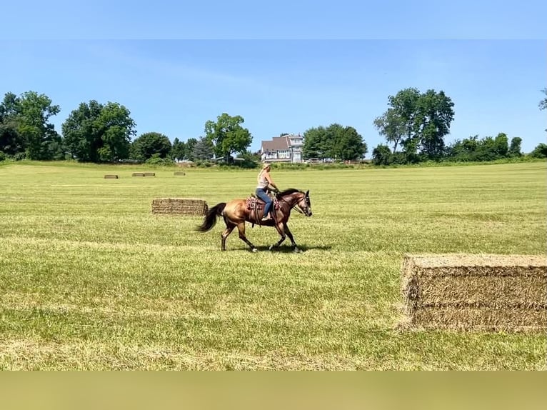 American Quarter Horse Ruin 8 Jaar Buckskin in New Holland