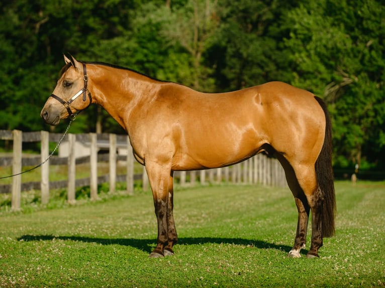 American Quarter Horse Ruin 8 Jaar Buckskin in New Holland