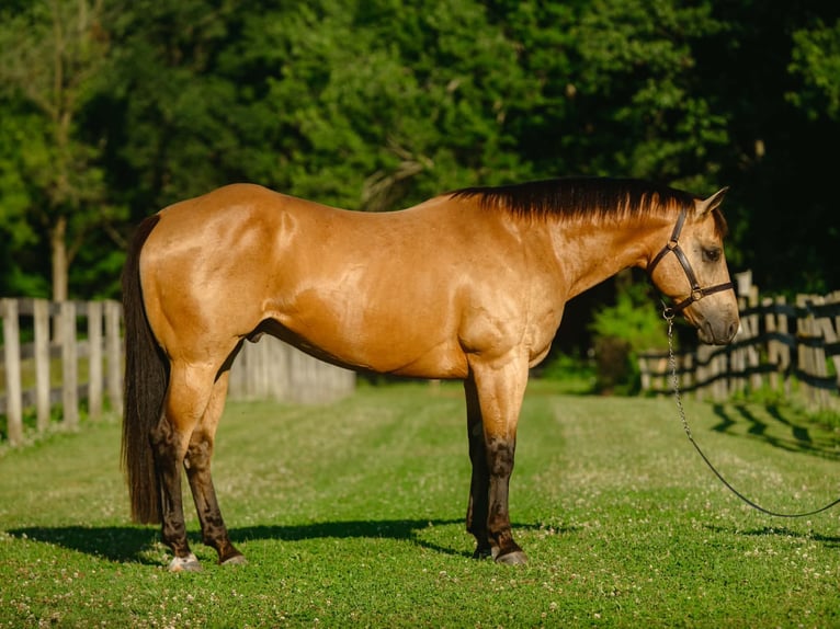American Quarter Horse Ruin 8 Jaar Buckskin in New Holland