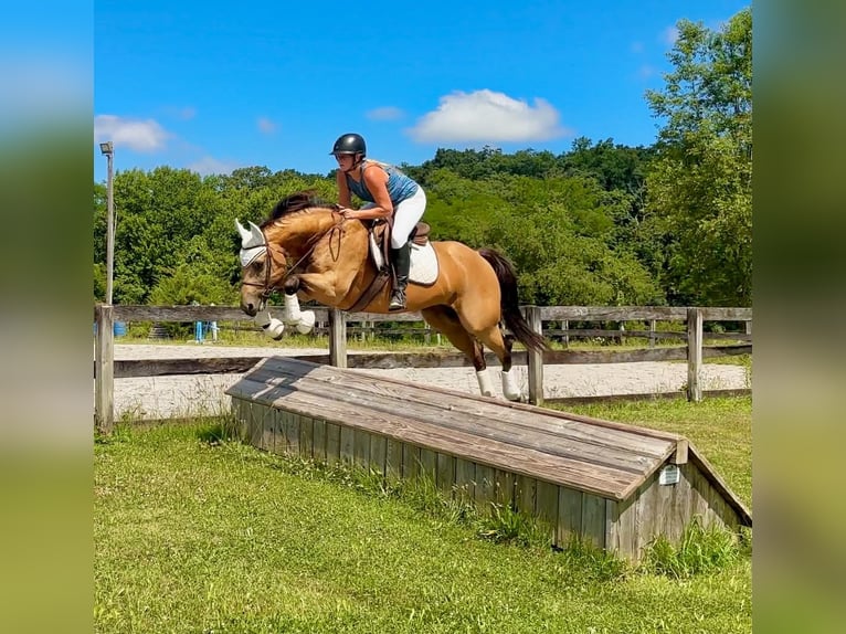 American Quarter Horse Ruin 8 Jaar Buckskin in New Holland