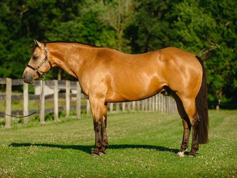 American Quarter Horse Ruin 8 Jaar Buckskin in New Holland