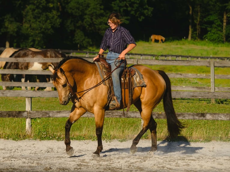 American Quarter Horse Ruin 8 Jaar Buckskin in New Holland
