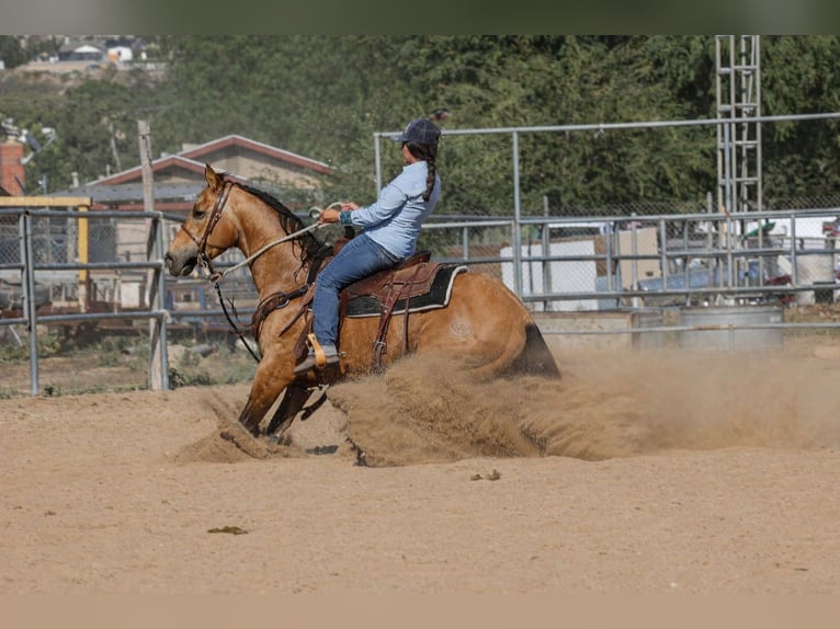 American Quarter Horse Ruin 8 Jaar Buckskin in Norco