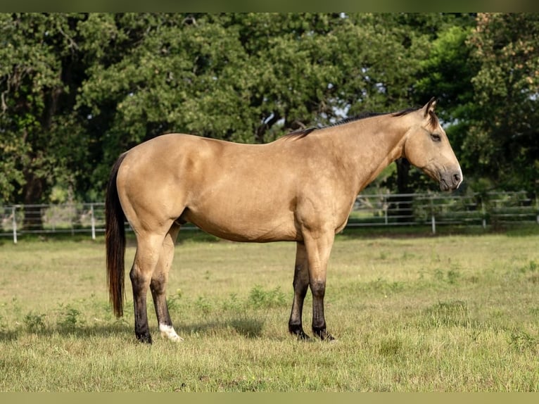 American Quarter Horse Ruin 8 Jaar Buckskin in Kaufman, TX